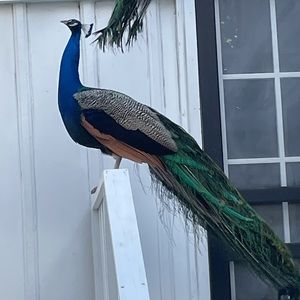 Meet your Posher, Annie